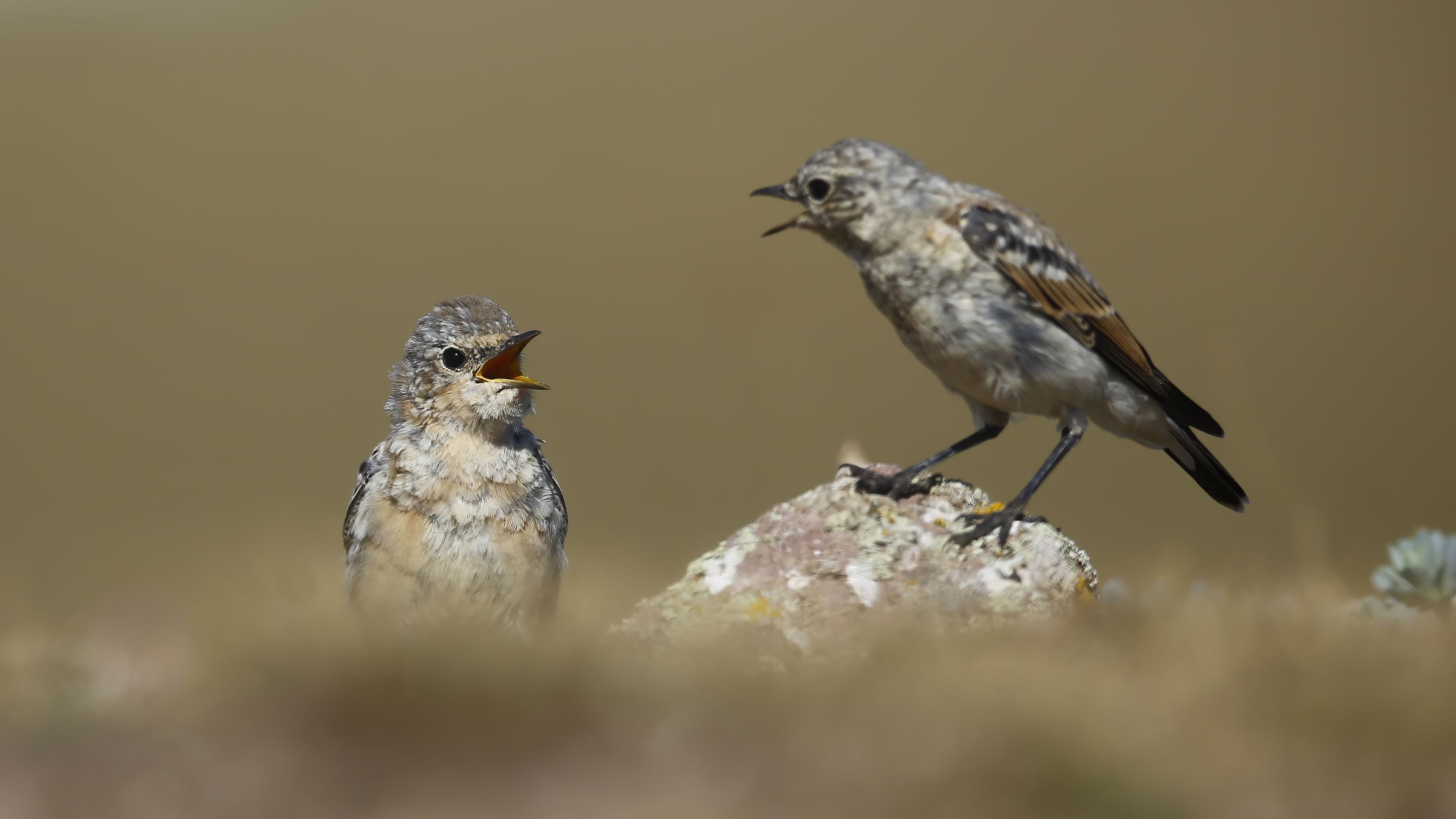 Northern Wheatear